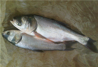 自制鰱魚餌料，連竿爆護超簡單