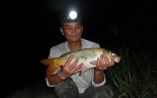 野河夜釣鯉魚的打窩用餌技巧