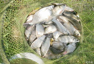 夏季野釣大鯽的4款玉米面餌料配方