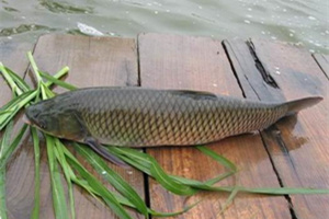 教你自制五款針對草魚的餌料配方