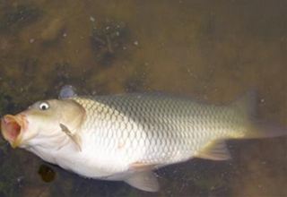 用大蒜釣魚的5個技巧
