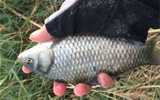 野釣鯽魚三款自制魚餌配方分享