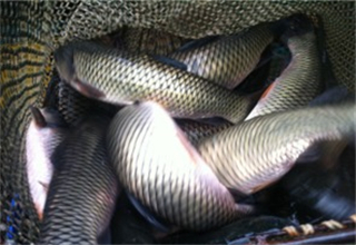 釣鯉魚草魚的臭玉米制作方法