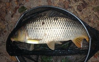 冬天在水庫釣鯉魚的釣餌與誘餌配方