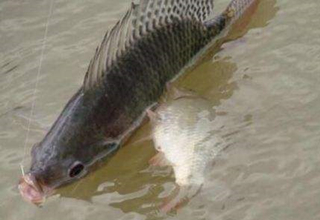 用大蒜大蔥與醋制作釣魚小藥