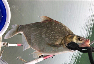 釣魚人必看，自制魚餌的六個禁忌