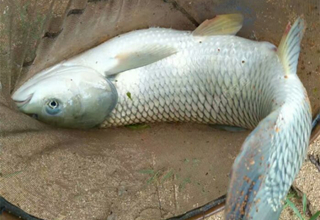 野河水域垂釣多種魚類的五谷窩料