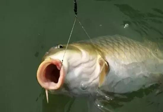 老手推薦：釣鯉魚的誘餌窩料配方