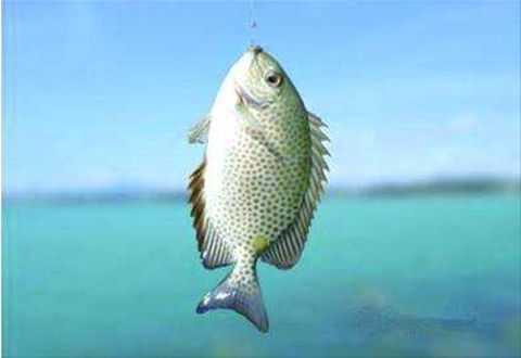 三種有奇效的野釣誘魚絕招