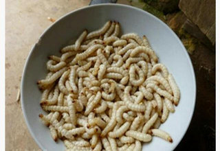 那些年我們用過的12種天然餌料
