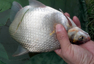自制釣鳊魚的必殺餌料