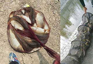 玩黑坑釣魚人必須要用釣魚小藥的概念