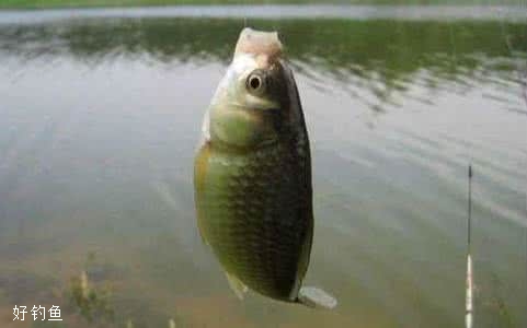 鯽魚窩料和餌料搭配的使用技巧