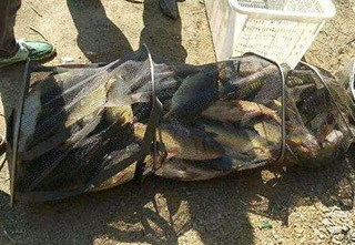 自制神奇小藥，實戰97斤魚獲完爆全塘