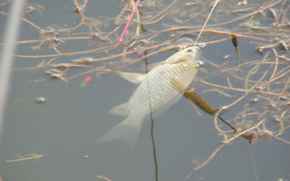 夏釣鯽魚的自制酒香麥子釣餌配方分享
