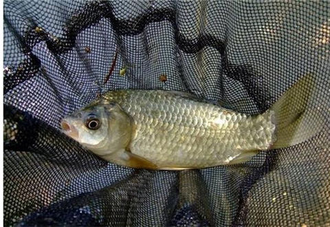 誘魚持久力超強的豆餅窩料配方