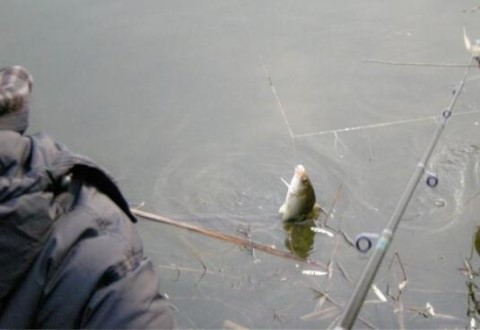兩款適合冬季釣鯽魚的窩料配方
