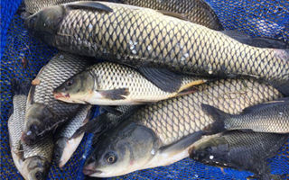就地取材的四種釣草魚餌料