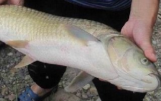 3種野釣草魚餌料配方，來自高手分享