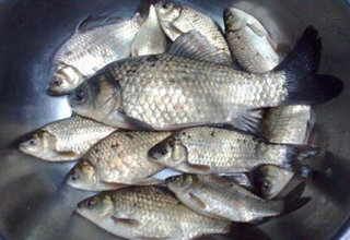 自制野釣鯽魚小米花生特效窩料