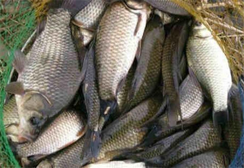 3款釣鯽魚餌料配方分享