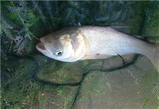 自制垂釣鰱鳙的玉米面餌料