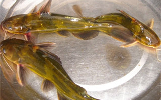 淺談夏天釣黃顙魚的技巧