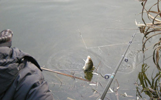 自制冬釣鯽魚麝香谷物餌配方分享