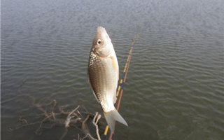 兩款低溫冷水釣鯽魚商品餌配方