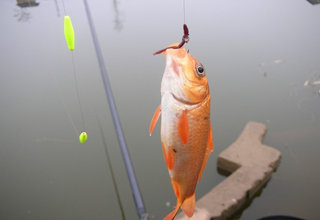 蚯蚓餌料釣魚的3個絕招