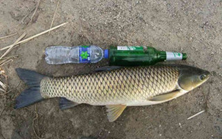 夏天野釣草魚常見自然餌的用法