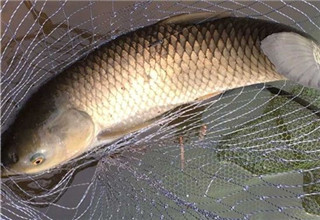 找誘釣鯉魚的魚餌配方？教你兩款實用的