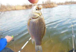常見的三種黑坑用饅頭釣魚方法
