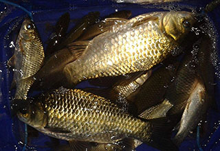 釣鯽魚中提高中魚率的首選拉餌釣法