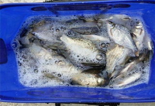 獨居老人自制鯽魚大米窩料配方