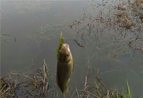 釣魚小藥特點總結和使用方法分享