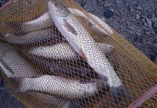 水庫用自制神器窩料輕松魚獲54.3斤
