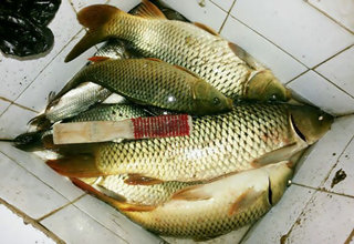 張大爺自制春季野釣鯉魚花生枯餌料配方