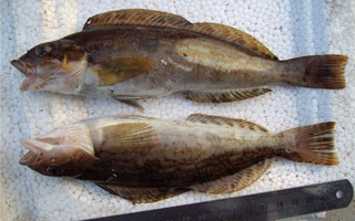 春季海釣六線魚須熟知的四個要點
