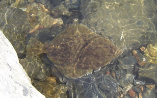 淺說比目魚的特點及海釣技巧