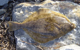 海釣石鰈魚的習性及遠投釣法的介紹