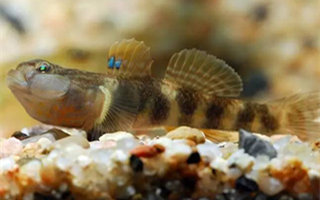 蝦虎魚的海釣用餌選點、施釣技巧