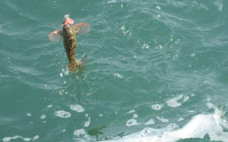 海釣全層本流釣與全游動下沉釣法的詳解