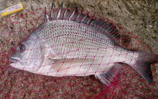海釣白立魚的餌料配置及選點施釣技巧