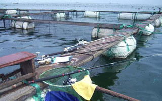 淺談網箱海釣梭魚的釣具配備