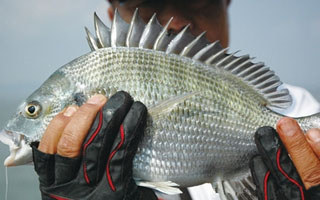精確定位決勝黑鯛魚的三大變招