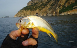 春季海釣黃花魚的技巧