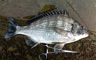 冬季海釣黑鯛魚的七個秘技