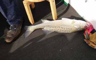 海釣鱸魚的三種經典釣法分享