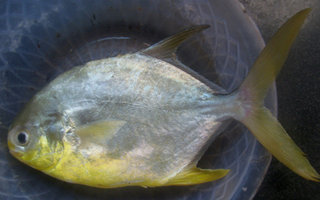 海釣鯧魚的實用釣法技巧